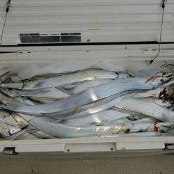 遊漁船 ニライカナイ 釣果