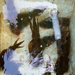 Magic（マジック） 釣果