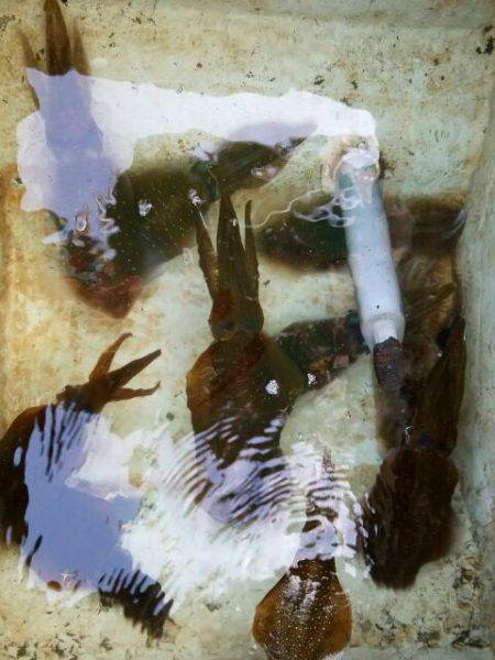 Magic（マジック） 釣果