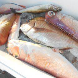 こうゆう丸 釣果