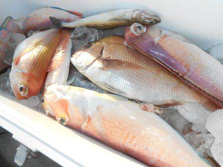 こうゆう丸 釣果