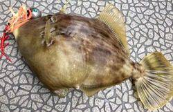 YELLOW-TAIL　イエローテール 釣果