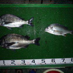 海山フィッシングセンター 釣果