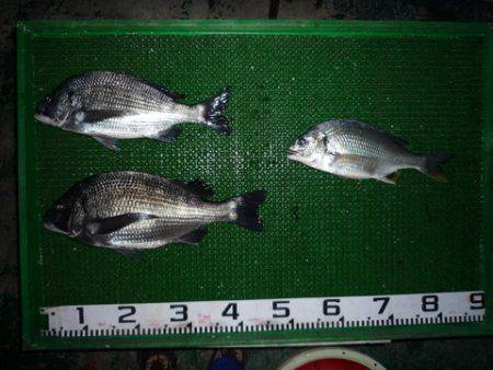 海山フィッシングセンター 釣果