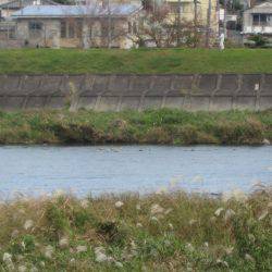 狩野川(狩野川漁業協同組合) 釣果