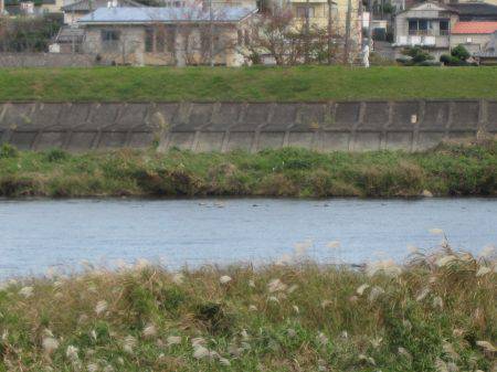 狩野川(狩野川漁業協同組合) 釣果