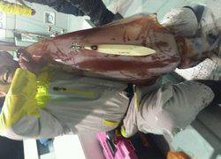 ディープ オーシャン 釣果