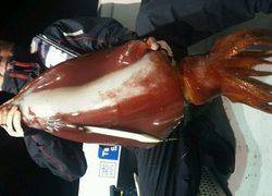 ディープ オーシャン 釣果