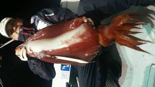 ディープ オーシャン 釣果