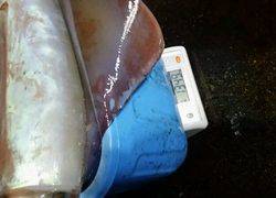 ディープ オーシャン 釣果