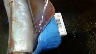 ディープ オーシャン 釣果