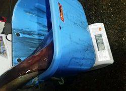 ディープ オーシャン 釣果