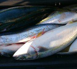 IDATEN(イダテン) 釣果