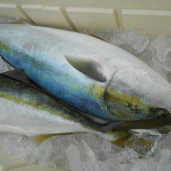 こうゆう丸 釣果