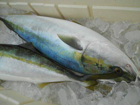 こうゆう丸 釣果