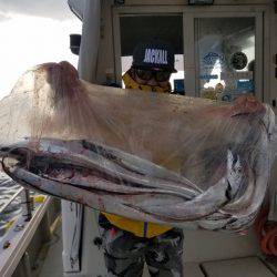 遊漁船 ニライカナイ 釣果