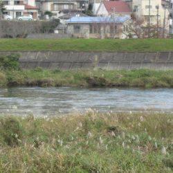 狩野川(狩野川漁業協同組合) 釣果