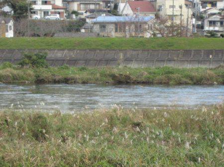 狩野川（狩野川漁業協同組合） 釣果