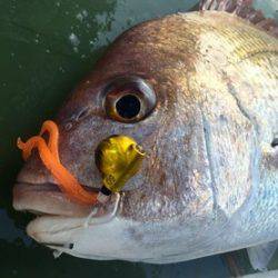 YELLOW-TAIL イエローテール 釣果