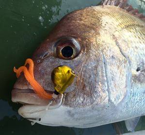 YELLOW-TAIL　イエローテール 釣…