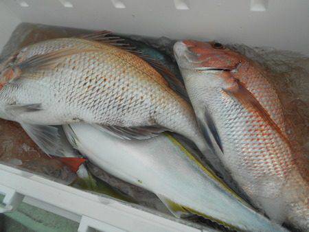 こうゆう丸 釣果