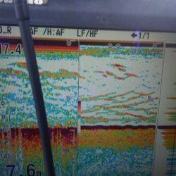 東京湾探釣隊ぼっち 釣果
