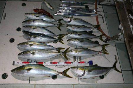 スカイマリン 釣果