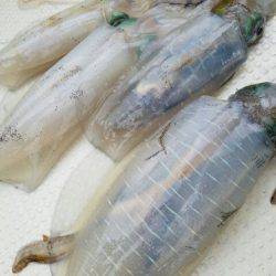 Magic(マジック) 釣果