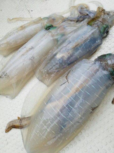 Magic(マジック) 釣果