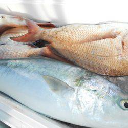 こうゆう丸 釣果