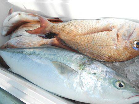 こうゆう丸 釣果