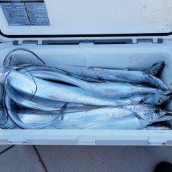 遊漁船　ニライカナイ 釣果