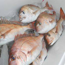 こうゆう丸 釣果