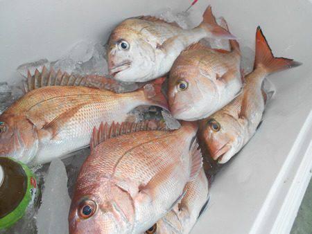 こうゆう丸 釣果