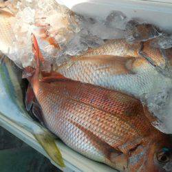 こうゆう丸 釣果