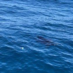 へいみつ丸 釣果