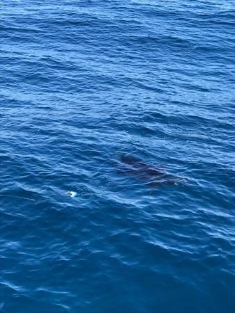 へいみつ丸 釣果