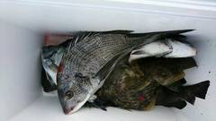 まこと渡船 釣果