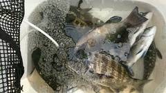 まこと渡船 釣果