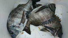 まこと渡船 釣果