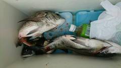 まこと渡船 釣果