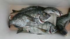 まこと渡船 釣果