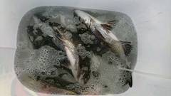 まこと渡船 釣果