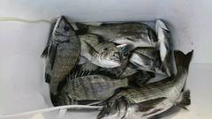 まこと渡船 釣果