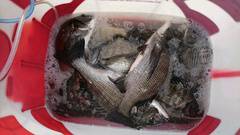 まこと渡船 釣果