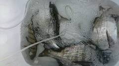 まこと渡船 釣果