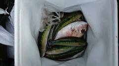 まこと渡船 釣果