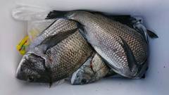 まこと渡船 釣果