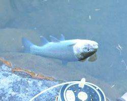 蓼の海(たてのうみ) 釣果