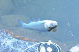 蓼の海（たてのうみ） 釣果